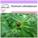 SAFLAX - Citrininis bazilikas - 200 sėklų - Ocimum citriodorum