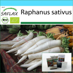 SAFLAX &ndash; Dovanų rinkinys &ndash; Ekologi&scaron;ki &ndash; Ridikėliai &ndash; Mooli Minowase &ndash; 100 sėklų &ndash; Su dovanų dėžute, kortele, etikete ir vazono substratu &ndash; Raphanus sativus