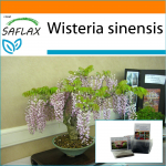 SAFLAX - Sodas mai&scaron;e - Bonsai - Mėlynoji kininė visterija - 4 sėklos - Su substratu tinkamame stovimame mai&scaron;elyje - Wisteria sinensis