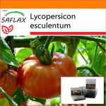 SAFLAX Sodas mai&scaron;elyje - Pomidoras - Rožinis brendis - 10 sėklų - Su substratu tinkamame stovimame mai&scaron;elyje - Lycopersicon esculentum