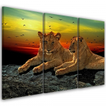 Trijų dalių paveikslų drobės spaudinys Lion Savanna Africa Nature