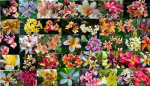 5 SEMI di PLUMERIA -FRANGIPANI - pomelia variet&agrave; Mix Di colori  -SEMI FRESCHI