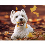 5D &bdquo;pasidaryk pats&ldquo; deimantinis siuvinėjimas kryželiu Vakarų &Scaron;kotijos baltojo terjero apvaliu deimantiniu siuvinėjimu 20X30CM