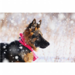 Pilnas apvalus gręžtuvas 5D &bdquo;pasidaryk pats&ldquo; deimantinis dažymas vokiečių aviganių &scaron;unų siuvinėjimas kryželiu 20X30CM