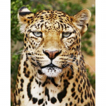 Deimantinė tapyba 5d gyvūnų, leopardo deimantų siuvinėjimas viso ekrano deimantine mozaikine kryželiu 20X30CM