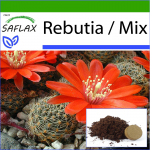 SAFLAX Rebutia - 40 sėklų - Su vazono substratu geresniam auginimui - Rebutia Mix