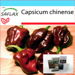 SAFLAX Dovanų rinkinys - Čili - Habanero &scaron;okoladas - 10 sėklų - Su dovanų dėžute, kortele, etikete ir vazono substratu - Capsicum chinense