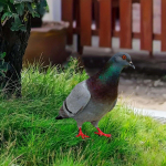 Eleganti&scaron;ka pauk&scaron;čio statulėlė sodo puo&scaron;mena lauko dekorui 29x23.3x0.1cm