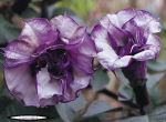 10 Datura Seeds DOUBLE PURPLE Datura Metel &ndash; &Scaron;VIEŽIOS SĖKLOS + NEMOKAMAS PRISTATYMAS