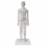 Akupunktūros mokymo meridianų modelis moterims, akupunktūros modelis su bazinių akupunktūros adatų rinkiniu