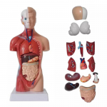 Unisex žmogaus liemens kūno anatomija Anatominis modelis Vidaus organai Skeleto sistema 28CM