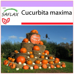 SAFLAX &ndash; Moliūgas &ndash; Atlantic Giant &ndash; 7 sėklos &ndash; Cucurbita maxima