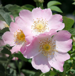 50 Semi ROSA CANINA ROSA -SEMI FRESCHI