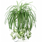 Dirbtiniai augalai pakabinami ant sienos Chlorophytum vazoniniai žalieji augalai PVC netikri augalai modeliavimas gėlė Svetainės dekoras 65cm