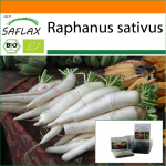 SAFLAX &ndash; Sodas mai&scaron;elyje &ndash; Ekologi&scaron;ki &ndash; Ridikėliai &ndash; Mooli Minowase &ndash; 100 sėklų &ndash; Su substratu tinkamame stovimame mai&scaron;elyje &ndash; Raphanus sativus