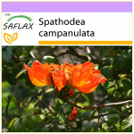 SAFLAX &ndash; Afrikos tulpių medis &ndash; 30 sėklų &ndash; Spathodea campanulata