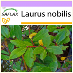 SAFLAX - Lauro medis - 6 sėklos - Laurus nobilis