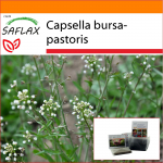 SAFLAX Sodas mai&scaron;e &ndash; Piemenėlio piniginė &ndash; 1000 sėklų &ndash; Su substratu tinkamame stovimame mai&scaron;elyje &ndash; Capsella bursa-pastoris