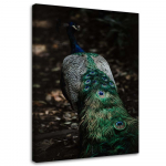 Feeby Canvas print, Povo uodega