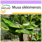 SAFLAX &ndash; Darjeeling Banana &ndash; 5 sėklos &ndash; Musa sikkimensis