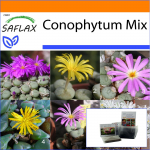 SAFLAX Sodas mai&scaron;e - Žydintys akmenys / Conophytum Mix - 40 sėklų - Su substratu tinkamame stovimame mai&scaron;e - Conophytum Mix