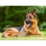 5D &bdquo;pasidaryk pats&ldquo; deimantinis pie&scaron;imas gyvūnų &scaron;unų kalnų kri&scaron;tolo meno paveikslėlis piemens &scaron;uo deimantinis siuvinėjimas kalnų kri&scaron;tolinio akmens mozaika namų dekoro dovanų rinkinys Full Round 20x30CM