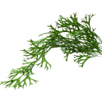 Sieninis netikras rotango vestuvėms Ilgalaikis modeliavimas Papartis Staghorn Žalias augalas Gražus namų dekoravimas nuo blukimo žalia