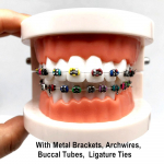 1 piece Dental Oral Care Tooth Teeth Model Dental Orthodontic Model for Patient Communication Dentist Study Model 1 piece A