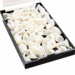 50 vnt. dantų laikinų vainikėlių laminatės priekiniai / užpakaliniai dantys Sintetinės dervos dantys Front teeth