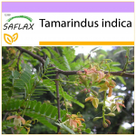 SAFLAX - Tamarind - 4 sėklos - Tamarindus indica