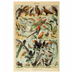 Daržovės Vaisiai Grybai Gyvūnai Retro plakatas Botanikos paveikslas Moksliniai spaudiniai ant drobės Namų baras Kavinės dekoras Menas sienų tapyba 50x75cm