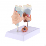 Models, Lab Learning Teaching - Magnified Human and Model, x 12.5 18 cm