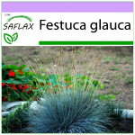 SAFLAX - Blue Mountain Grass - 50 sėklų - Festuca glauca