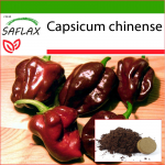 SAFLAX - Čili - Habanero &scaron;okoladas - 10 sėklų - Su vazono substratu geresniam auginimui - Capsicum chinense