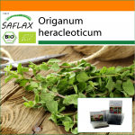 SAFLAX - Sodas mai&scaron;elyje - Ekologi&scaron;kas - Raudonėlis - 1500 sėklų - Su substratu tinkamame stovimame mai&scaron;elyje - Origanum heracleoticum