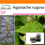 SAFLAX Korėjieti&scaron;ka mėta Garden in the Bag - 1200 sėklų - Su substratu tinkamame stovimame mai&scaron;elyje - Agastache rugosa