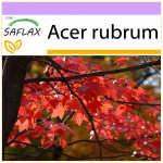 SAFLAX &ndash; Raudonasis klevas &ndash; 20 sėklų &ndash; Acer rubrum