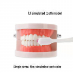 Mokomasis dantų modelis vaikams &ndash; dantų valymo praktikos žaislas Ordinary dental model