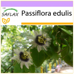 SAFLAX - Pasiflora - 40 sėklų - Passiflora edulis