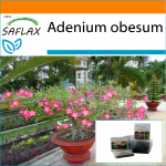 SAFLAX - Sodas mai&scaron;elyje - Bonsai - Dykumos rožė - 8 sėklos - Su substratu tinkamame stovimame mai&scaron;elyje - Adenium obesum
