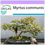 SAFLAX Bonsai &ndash; tikroji mirta &ndash; 30 sėklų &ndash; Myrtus communis