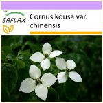 SAFLAX - Kininis sedulas - 30 sėklų - Cornus kousa