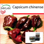 SAFLAX - Sodas mai&scaron;elyje - Čili - Habanero &scaron;okoladas - 10 sėklų - Su substratu tinkamame stovimame mai&scaron;elyje - Capsicum chinense
