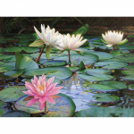 Viso apvalaus gręžimo deimantinis siuvinėjimas &bdquo;Lotus Pond 5D&ldquo; &bdquo;pasidaryk pats&ldquo; deimantinis dažymas kryžiaus dygsnio kalnų kri&scaron;tolas 20X30CM