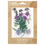 13 fleurs press&eacute;es - prairie violette violetinė