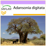 SAFLAX &ndash; Afrikos beždžionių duonos medis &ndash; 6 sėklos &ndash; Adansonia digitata