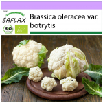 SAFLAX &ndash; Ekologi&scaron;ki &ndash; Žiediniai kopūstai &ndash; Sniego gniūžtės &ndash; 70 sėklų &ndash; Brassica oleracea