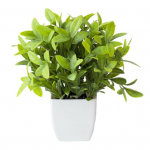 Patrauklūs žalios spalvos bonsai smulkūs papuo&scaron;alai