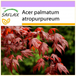 SAFLAX &ndash; Raudonasis japoninis klevas &ndash; 20 sėklų &ndash; Acer palmatum