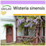 SAFLAX - Blue Chinese Wisteria - 4 sėklos - Wisteria sinensis